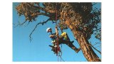 Компания ТОО Траверс Империал предлагает Вам максимально безопасно и быстро спилить деревья или ветки в г.Алматы!!!